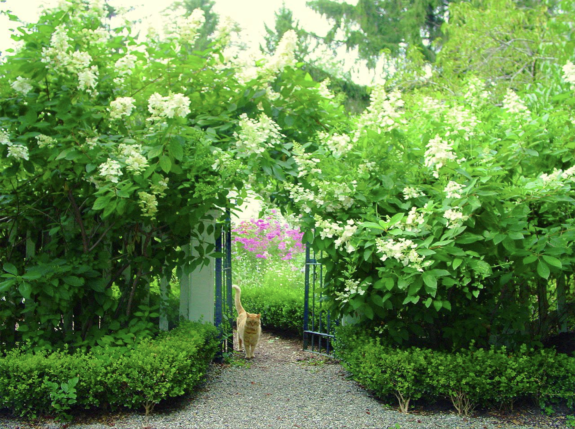 CH-Gate-Cat broccoli hall